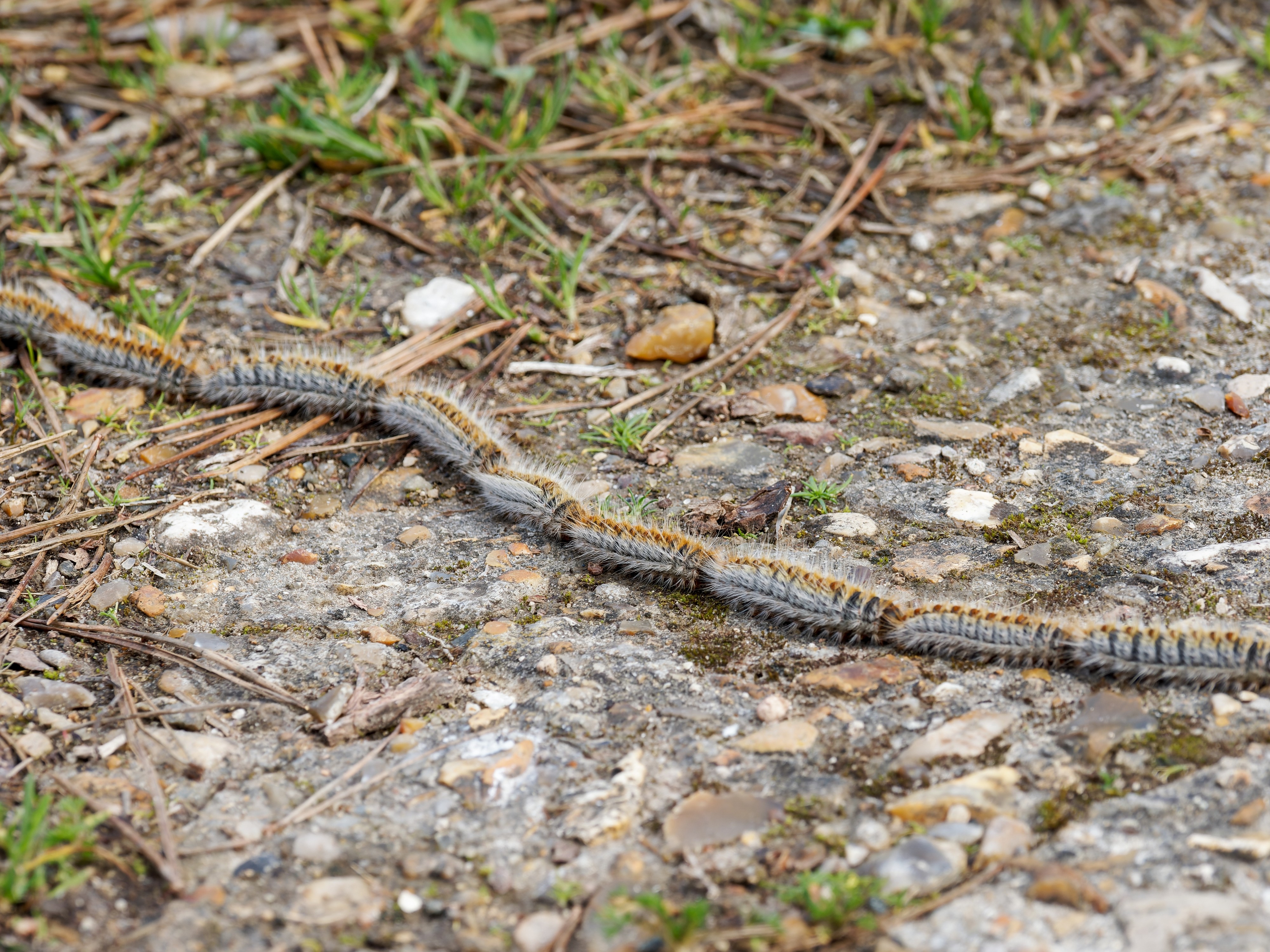 MAJKO BOŽIJA! Jeziva štetočina u šumi kod Istoka, snimak kolone izaziva jezu, može biti VEOMA OPASNA po ljude