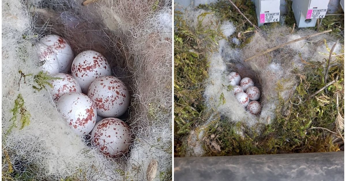 Srpkinja našla gnezdo na najneverovatnijem mestu: Evo koja ptica se uselila na njen posed i ostavila je u šoku