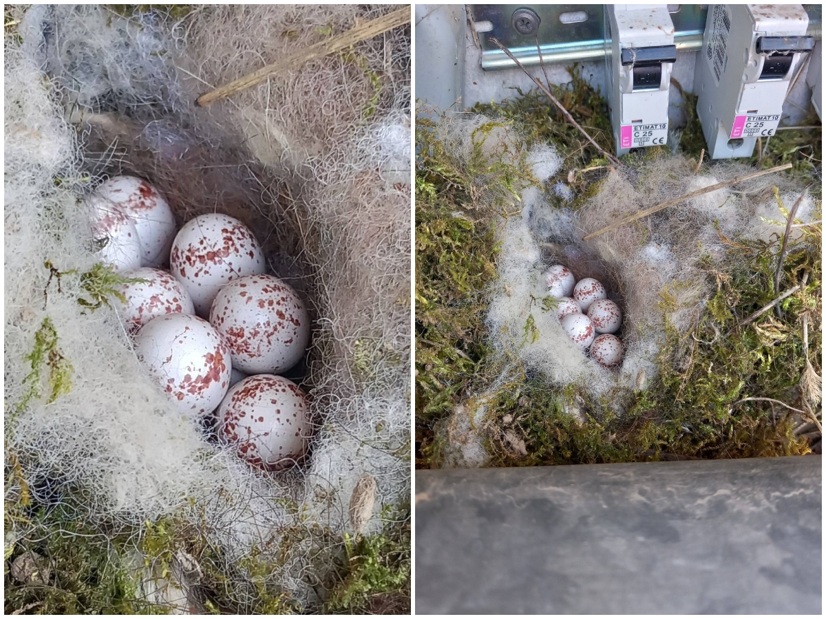 Srpkinja našla gnezdo na najneverovatnijem mestu: Evo koja ptica se uselila na njen posed i ostavila je u šoku