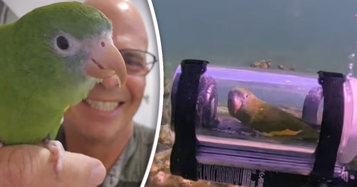 Šta radi papagaj na dnu mora? Razgleda korale i šarene ribice ali stvarno!