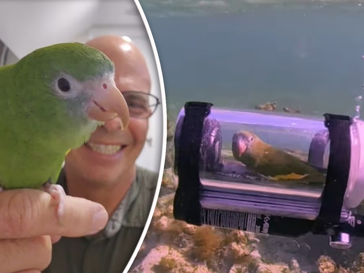 Šta radi papagaj na dnu mora? Razgleda korale i šarene ribice ali stvarno!