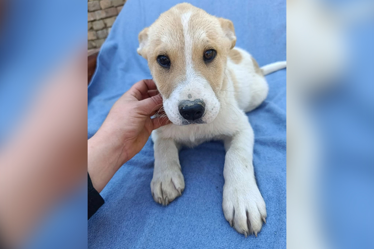 Tromesečni Bora je NAJLEPŠE ŠTENE koje čeka dom: Preživeo napuštanje, glad, kišu i hladnoću