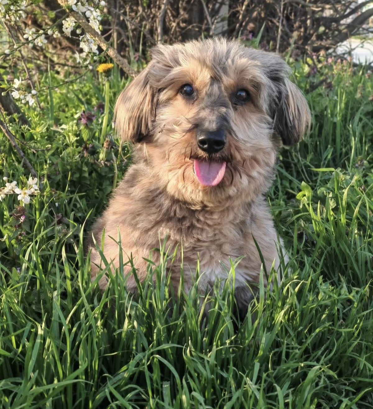 Čedi je vlasnik okrenuo leđa zbog bolesti: Uvećano srce, jednjak sužen, ali se raduje životu u novom domu