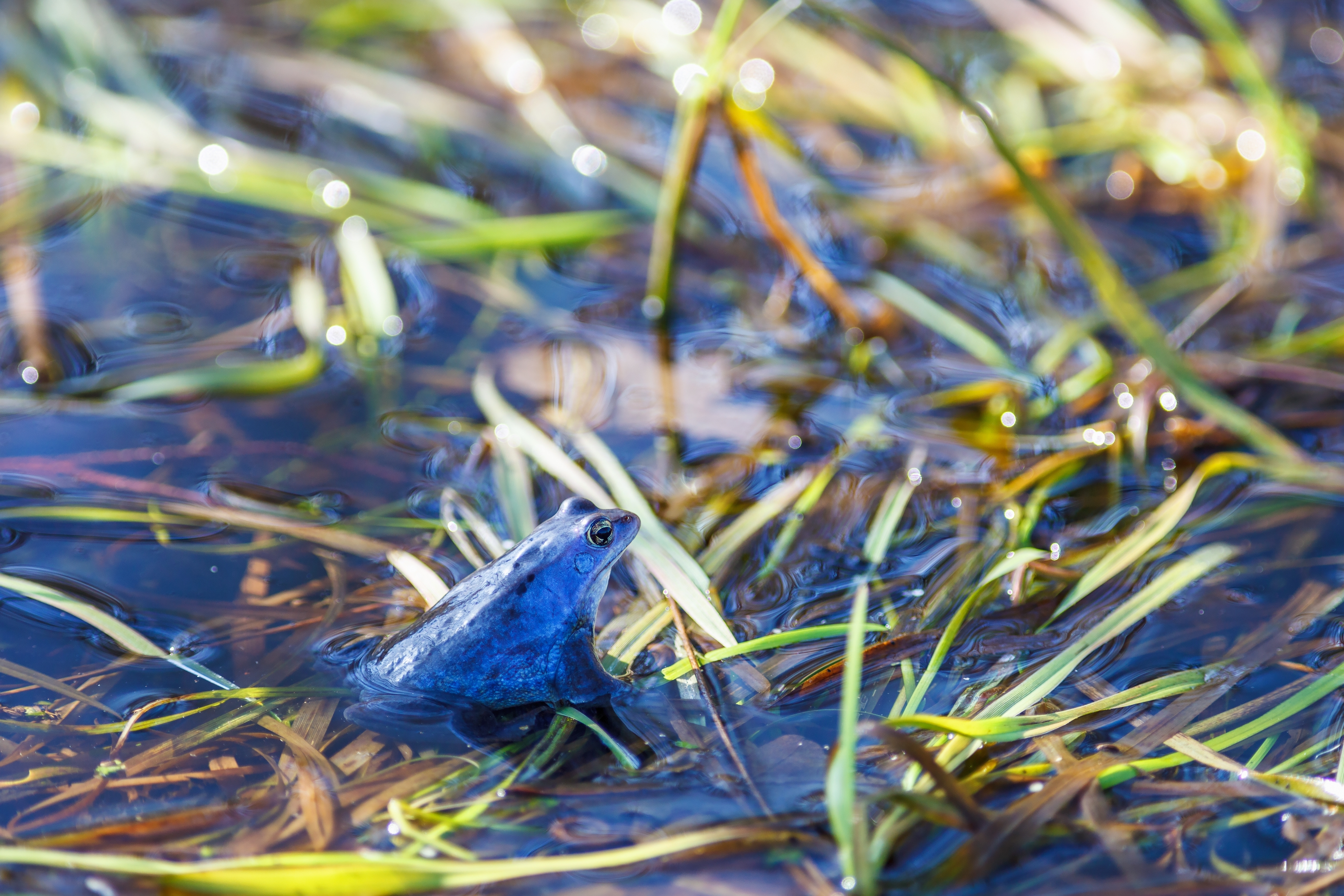 Strogo zaštićena žaba iz Hrvatske promenila boju: Stručnjaci objasnili razloge i upozorili na opasnost