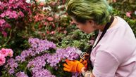 Najlepši žbun koji cveta celog proleća: 3 stvari koje morate uraditi da bi vaša azaleja bila puna cvetova
