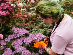 azaleja, azaleje, biljka, nega cveća, nega azaleje