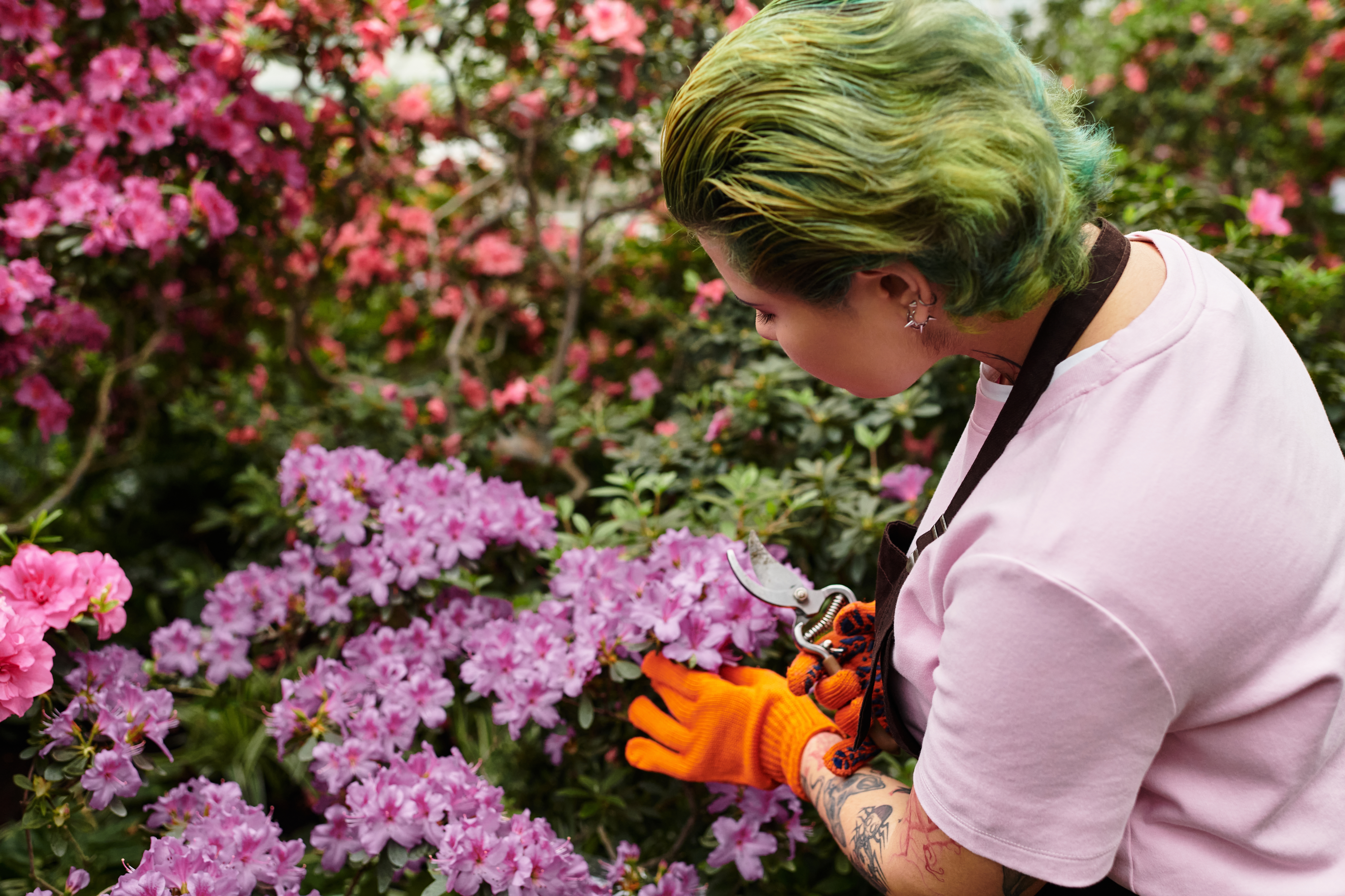 Najlepši žbun koji cveta celog proleća: 3 stvari koje morate uraditi da bi vaša azaleja bila puna cvetova