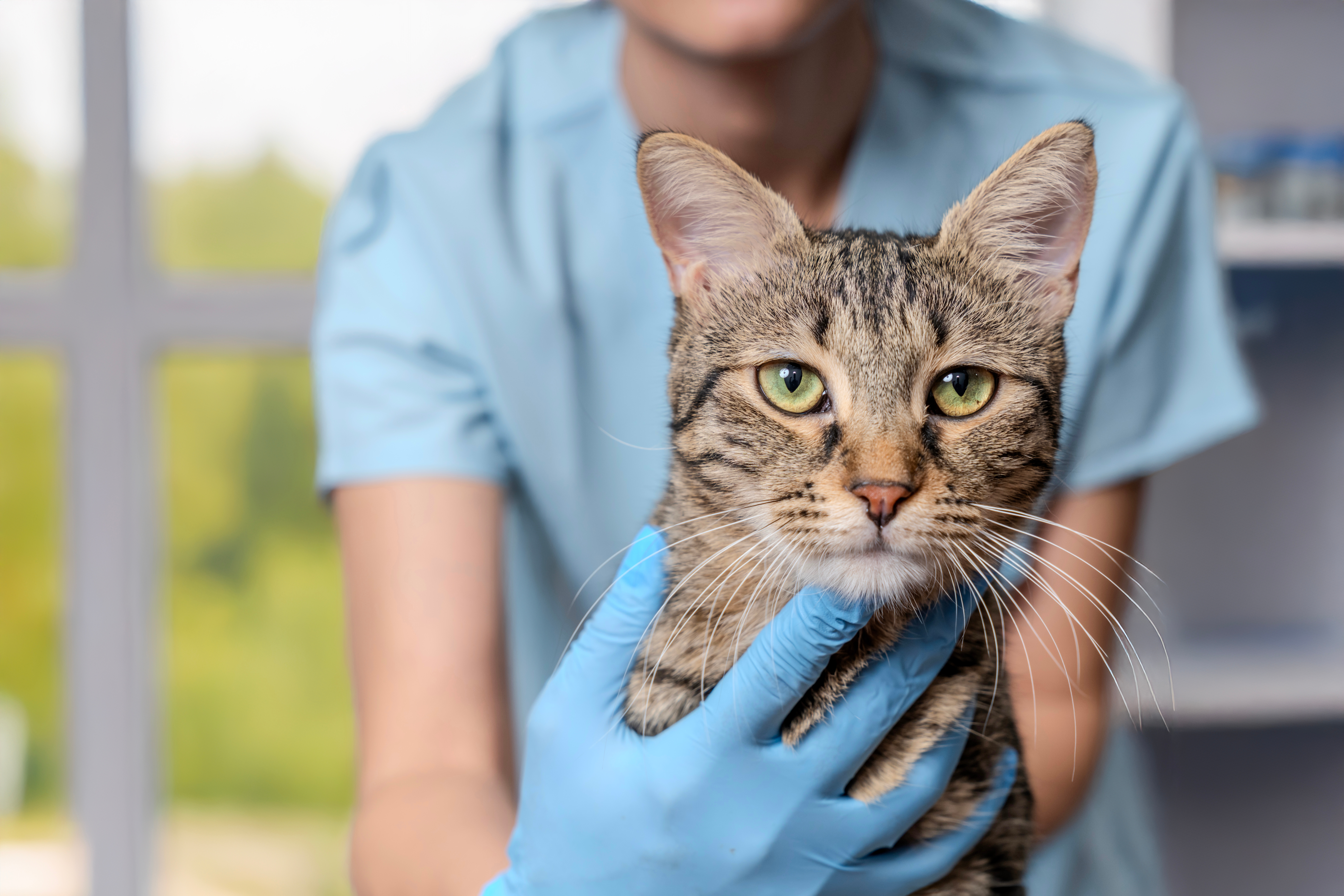 Svaka sekunda je važna: Anafilaksa kod mačke, nagla i opasna alergijska reakcija koja zahteva hitnu pomoć