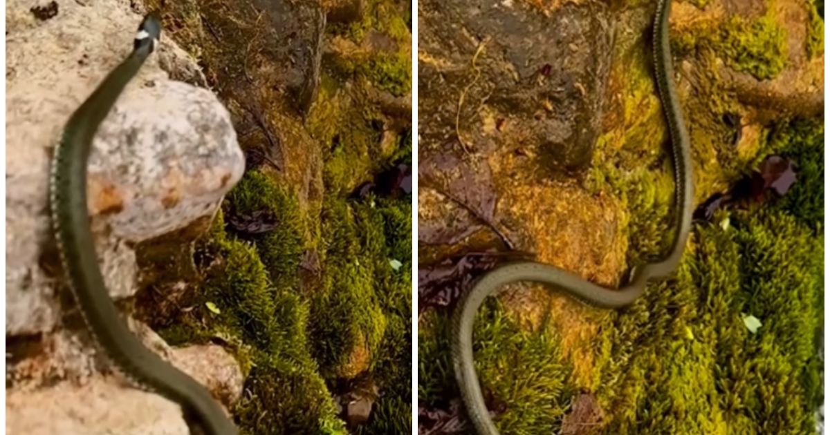 Mass awakening of snakes starts in Serbia! Unreal CLOSE UP video from Gradac River