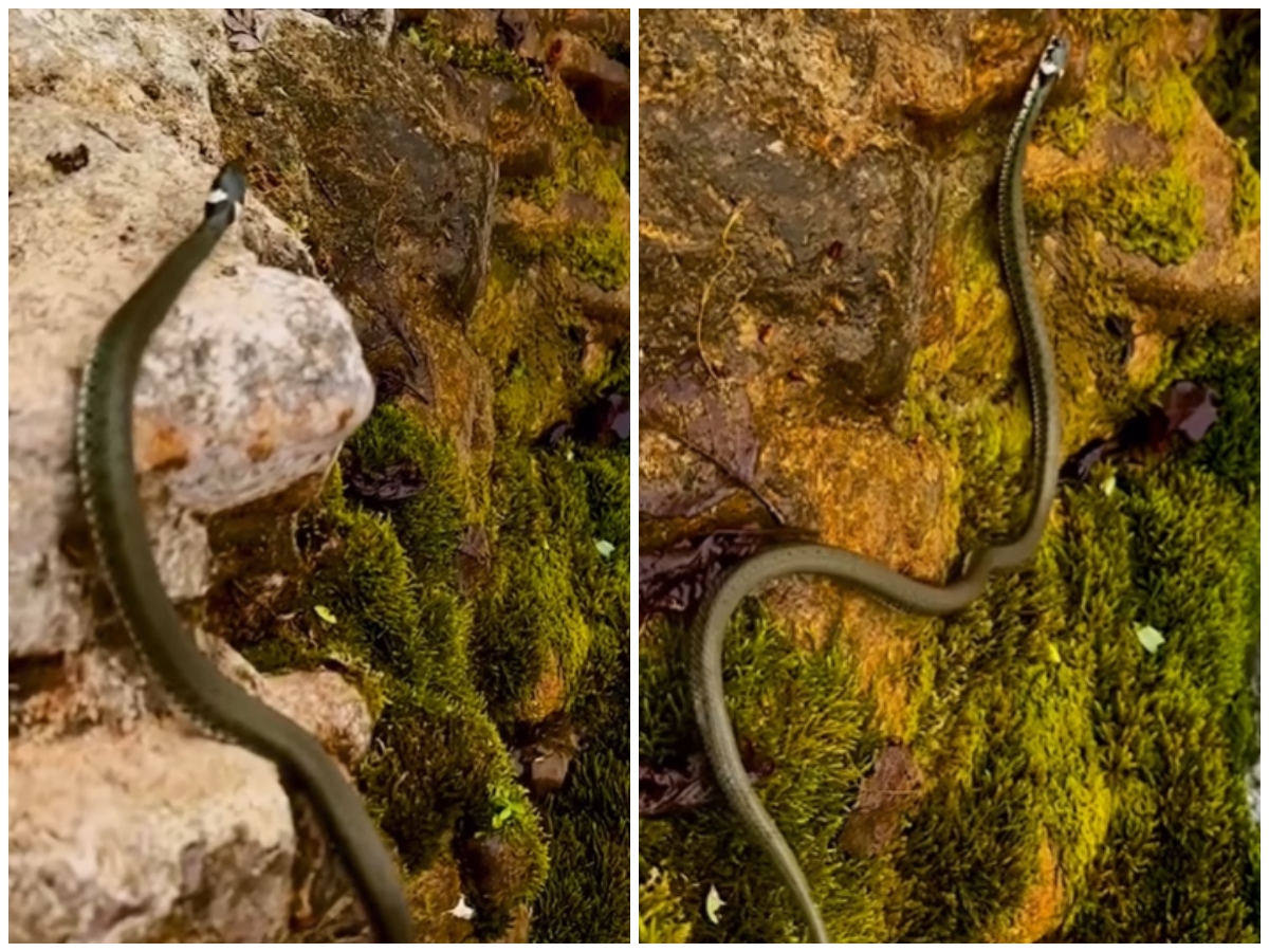 Počelo masovno buđenje zmija u Srbiji! Ovo je nestvaran snimak sa reke Gradac IZBLIZA, ljudi ostaju bez daha