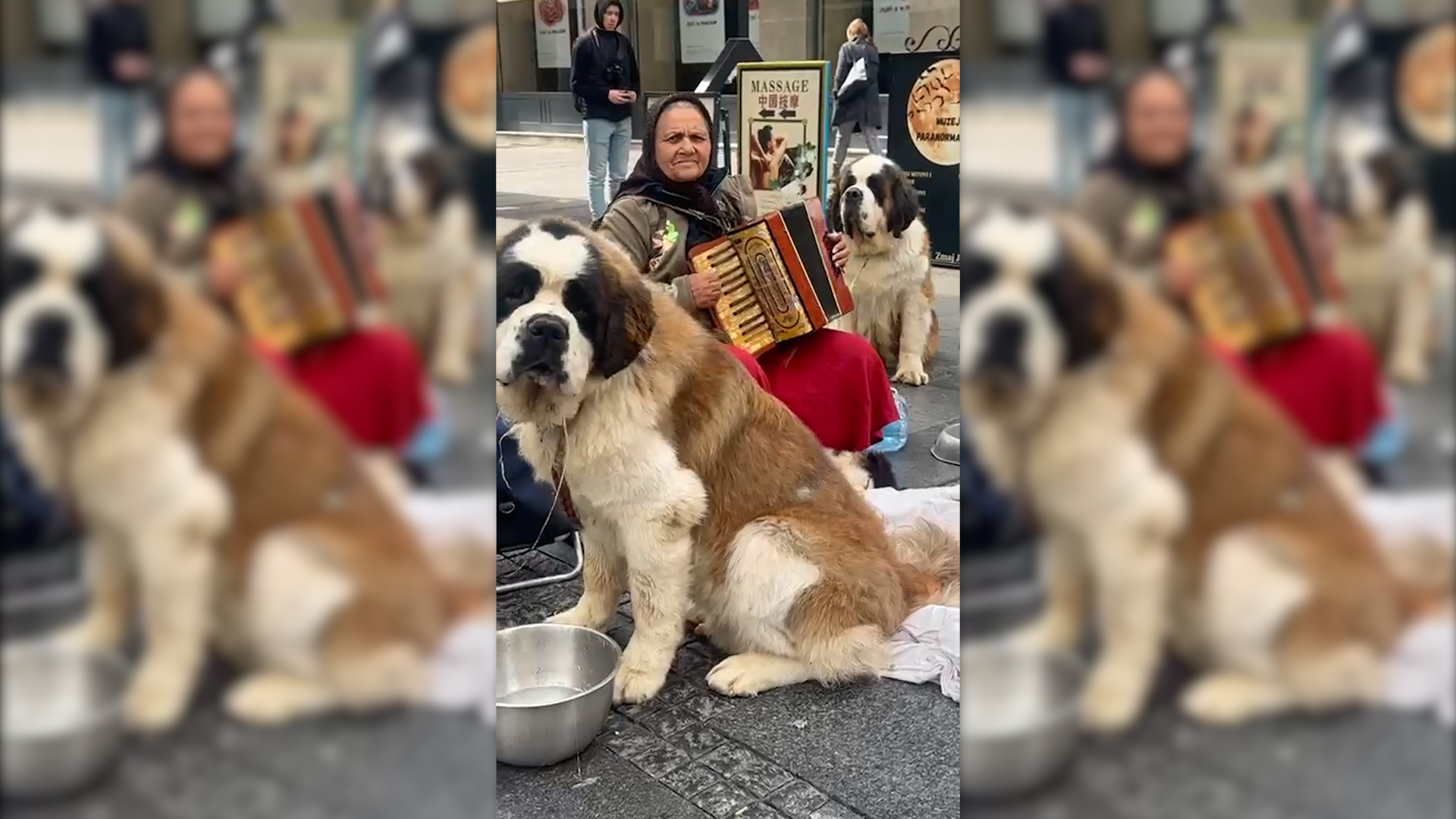 Baka raznežila celu Knez Mihailovu ulicu: Svira harmoniku, a ima i dva ogromna čuvara, jedna stvar gađa u srce