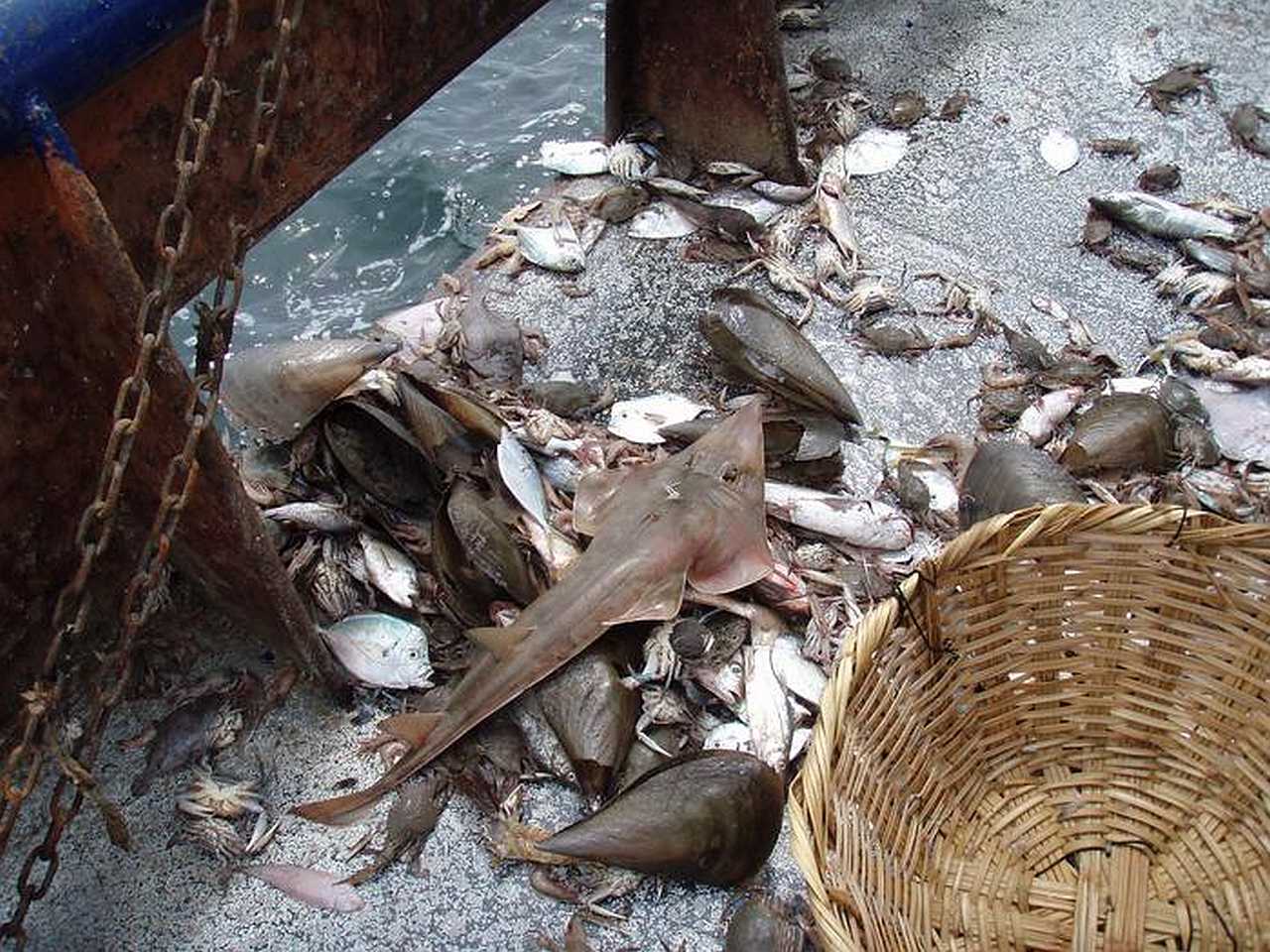 Ribarske mreže razvučene po morskom dnu hvataju hiljade vrsta riba, uključujući najugroženije