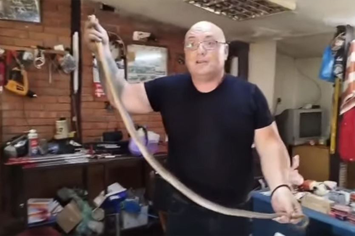 JEZIV SNIMAK: Domaćica pobegla glavom bez obzira kad je videla GRDOSIJU koju je Vladica izvukao!