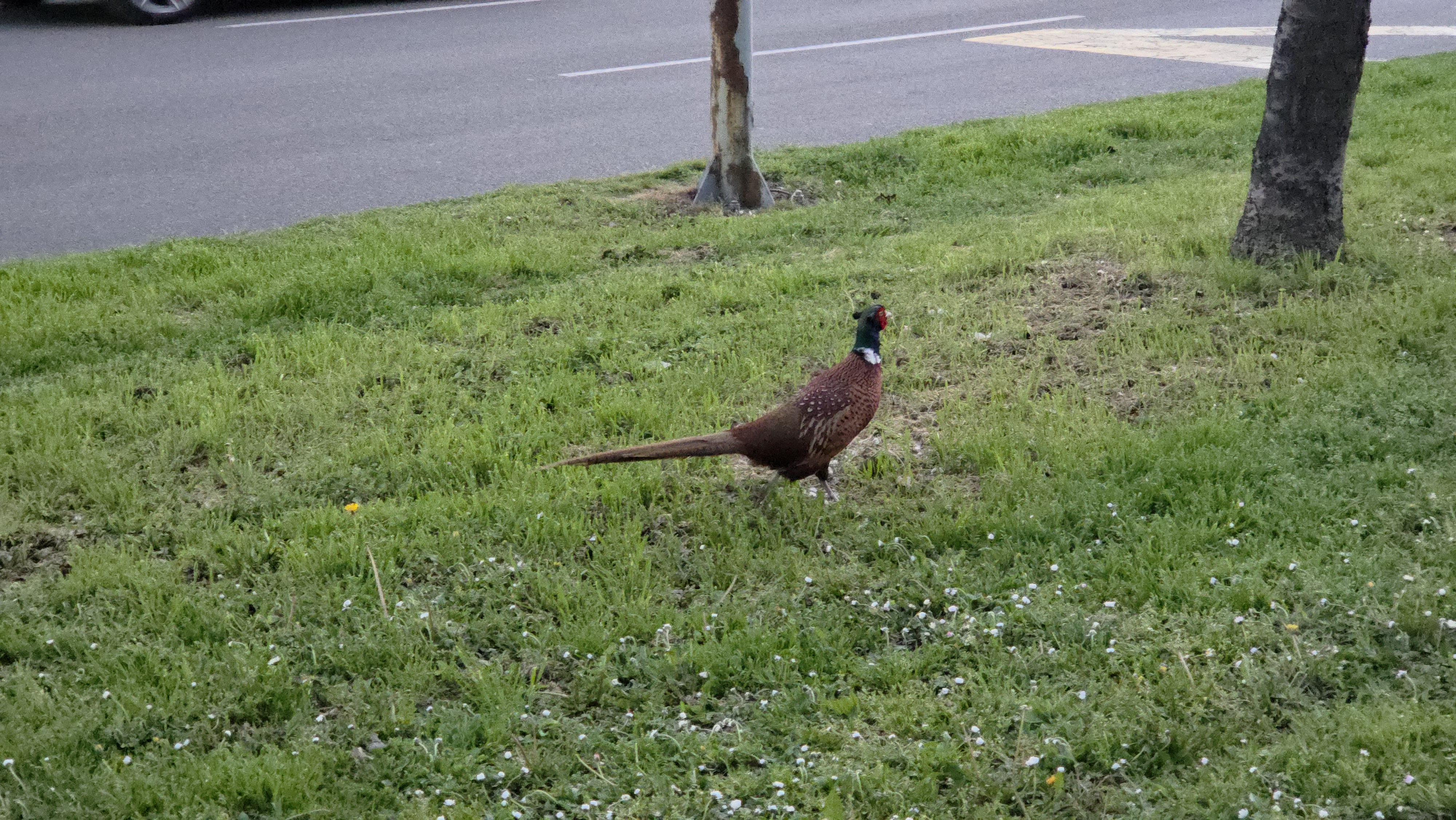 Sve ih je više, kljucaju gde stignu! Petlovi i koke došli iz divljine i "okupirali" Beograd