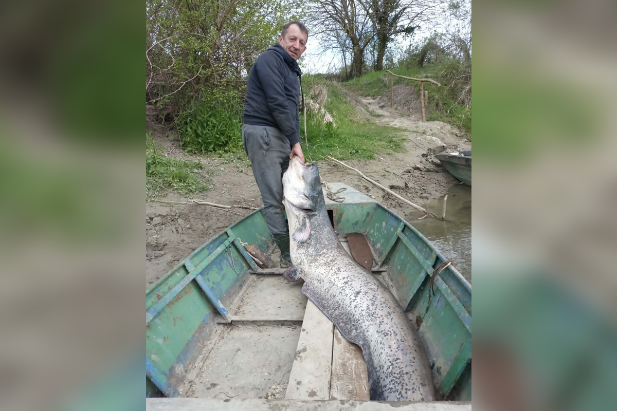 Šok na Dravi: Ribar znao da je zagrizla grdosija, ali ne i KAKVU NEMAN će 30 minuta kasnije izvući iz vode