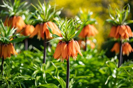 fritilarija, cvet, cveće