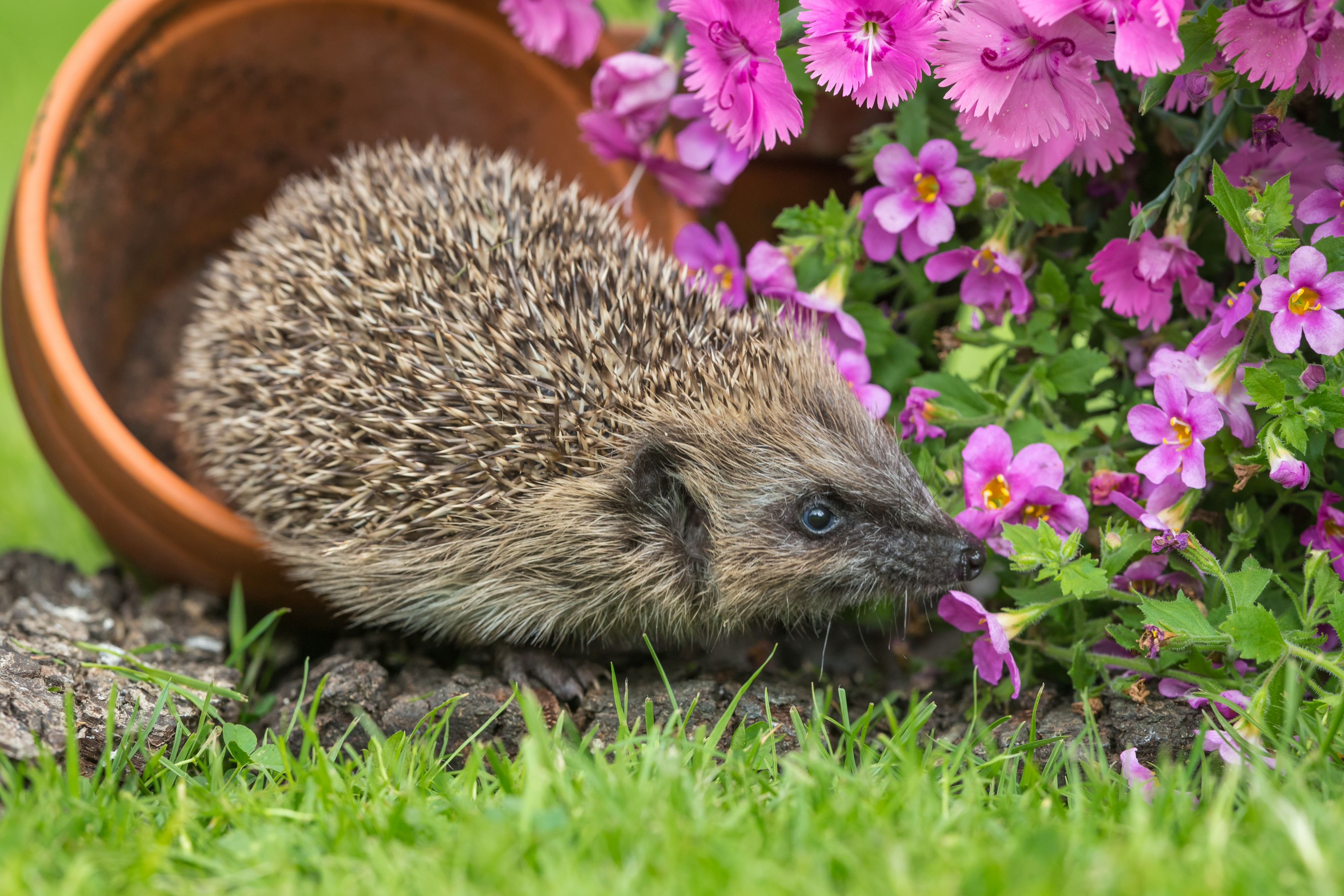 Ježevi su se vratili u dvorišta, ali većina ih nesvesno ugrožava: Ovu grešku ljudi prave iz najbolje namere