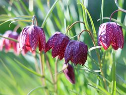 fritilarija, cvet, ljubičasti cvet, bašta