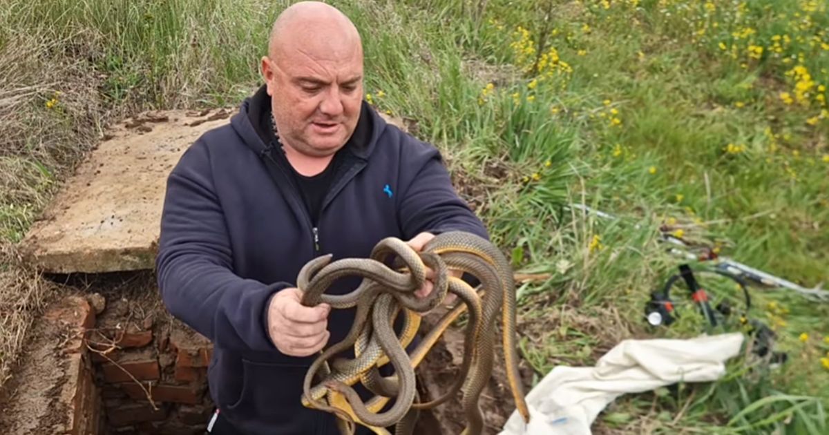 Vladica sišao u ZMIJSKO CARSTVO kod Merošine! Ovaj prizor nije za svakoga: 