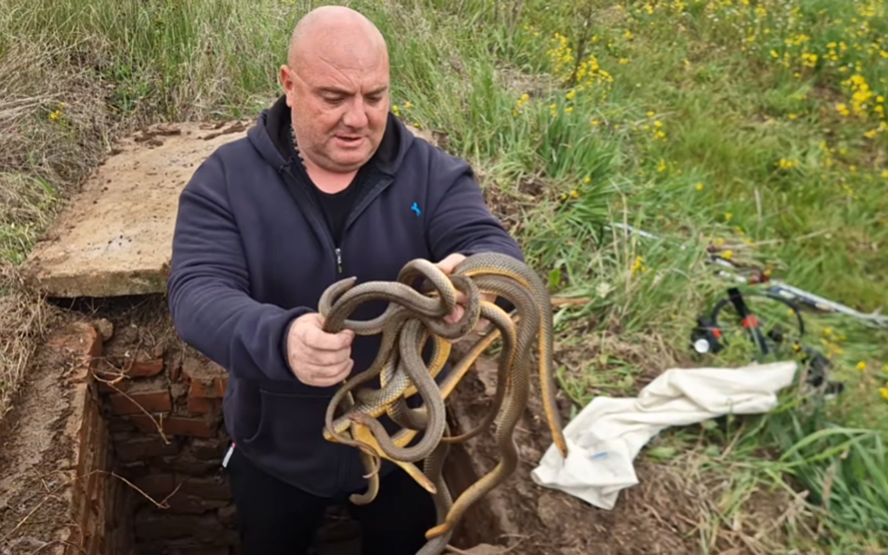 "Mota ih k'o kablove": Poznati zmijar Vladica ne staje, drži 4 guje u ruci, jedna ga i "ćapila"