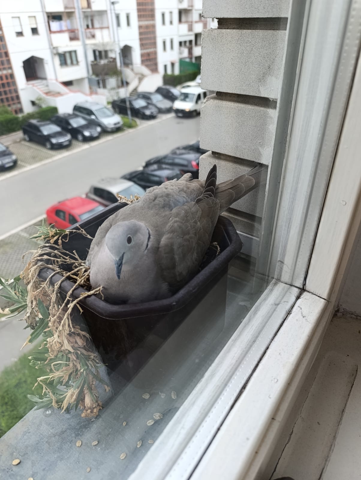 Neverovatna scena iz Borče raznežila Srbiju: Gugutka svila gnezdo u saksiji, mladi oko nje, snimak govori sve