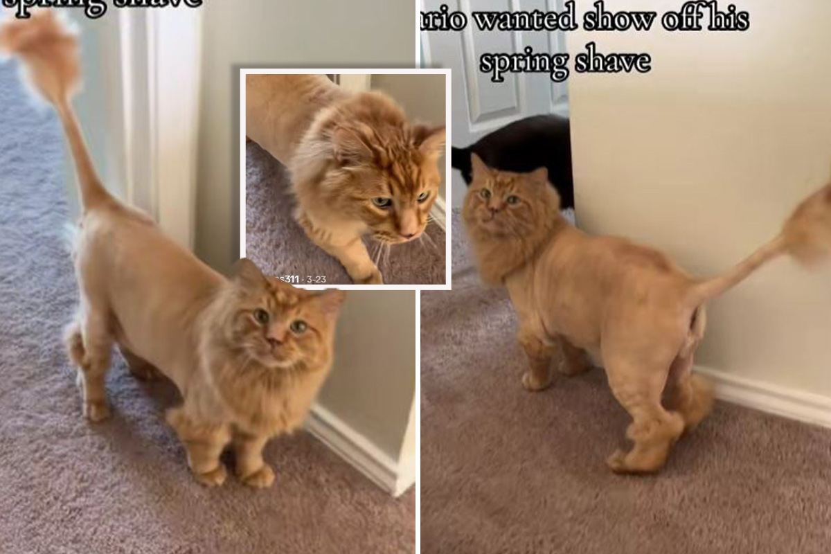 Mario posetio berberina: Obrijani narandžasti mačak postao lav, obratite pažnju na njegovu grivu i rep!
