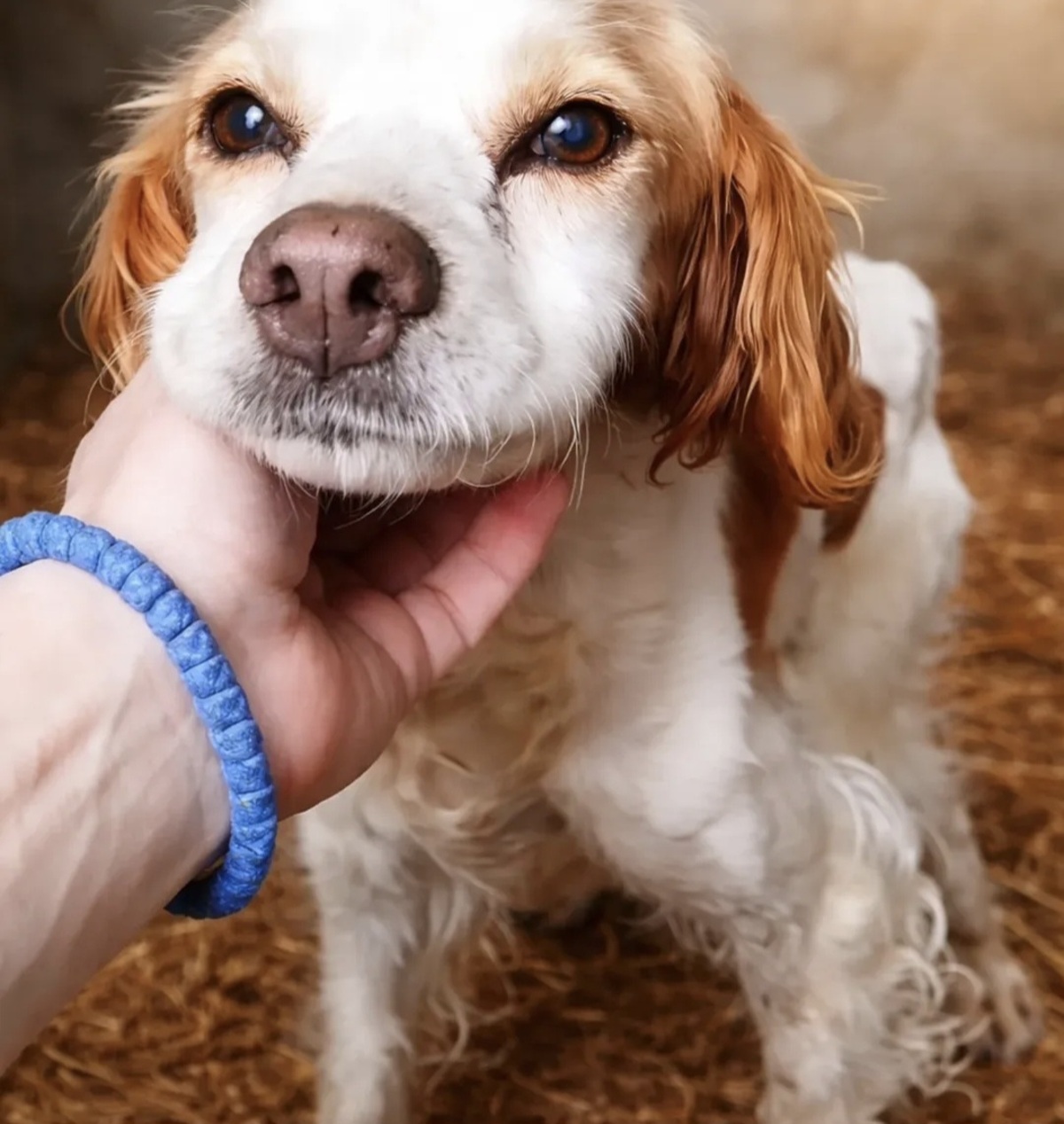 Gorka sudbina epanjel bretonke iz Pančeva: Ostavljena u azilu, neprestano traži miris onih koji su je ostavili