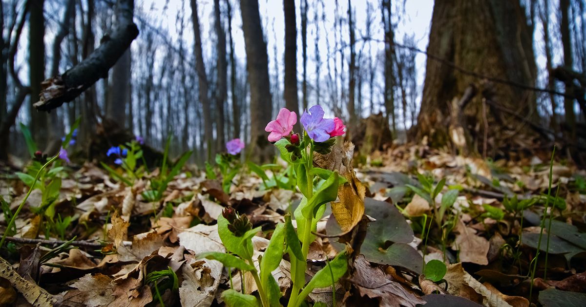 Ova biljka raste svuda po Srbiji, menja boju da bi pričala sa pčelama: Čini čuda za pluća, ali i celo telo