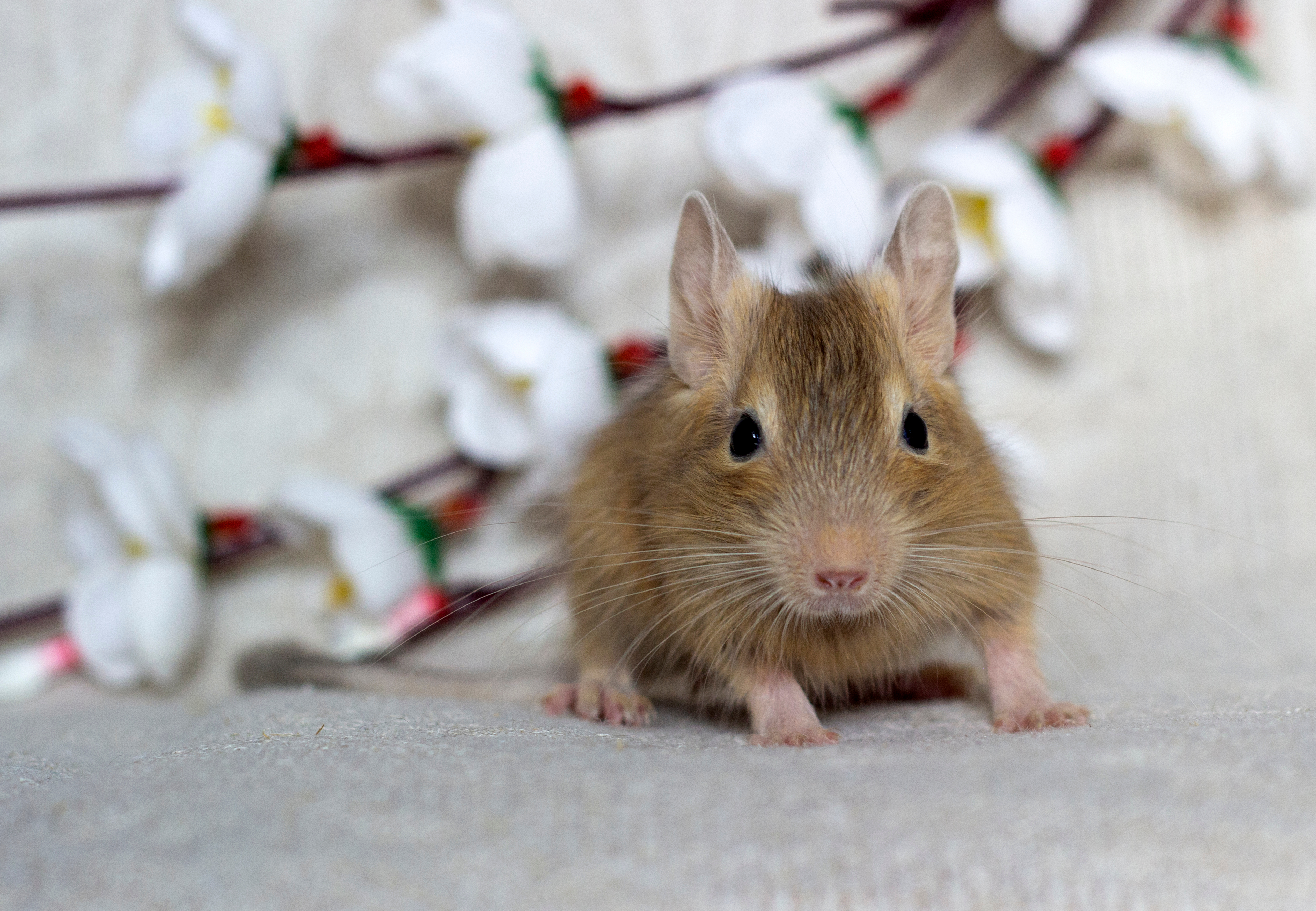Napustio stalni posao zbog ljubavi prema glodarima: Čovek stvorio JEDINSTVEN BIZNIS za svojih 17 degua