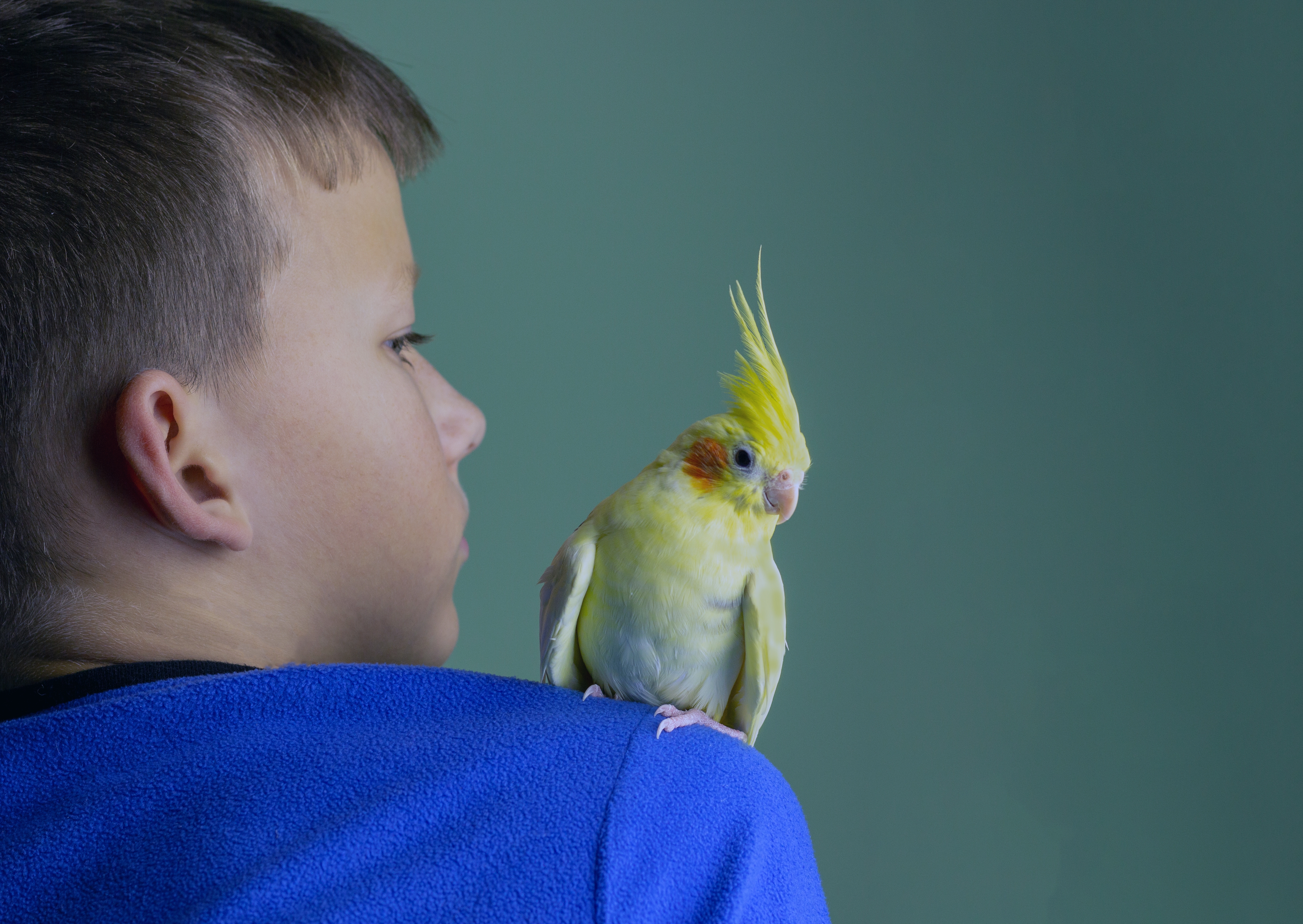 Istinite priče vlasnika: Beba stigla u kuću, PAPAGAJ shvatio da nipošto ne sme da galami, pa radio OVO
