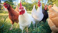 Od radoznalosti do ozbiljnog biznisa: Nemanja iz Stublina ima 500 koka nosilja, proizvodi 12.000 jaja mesečno