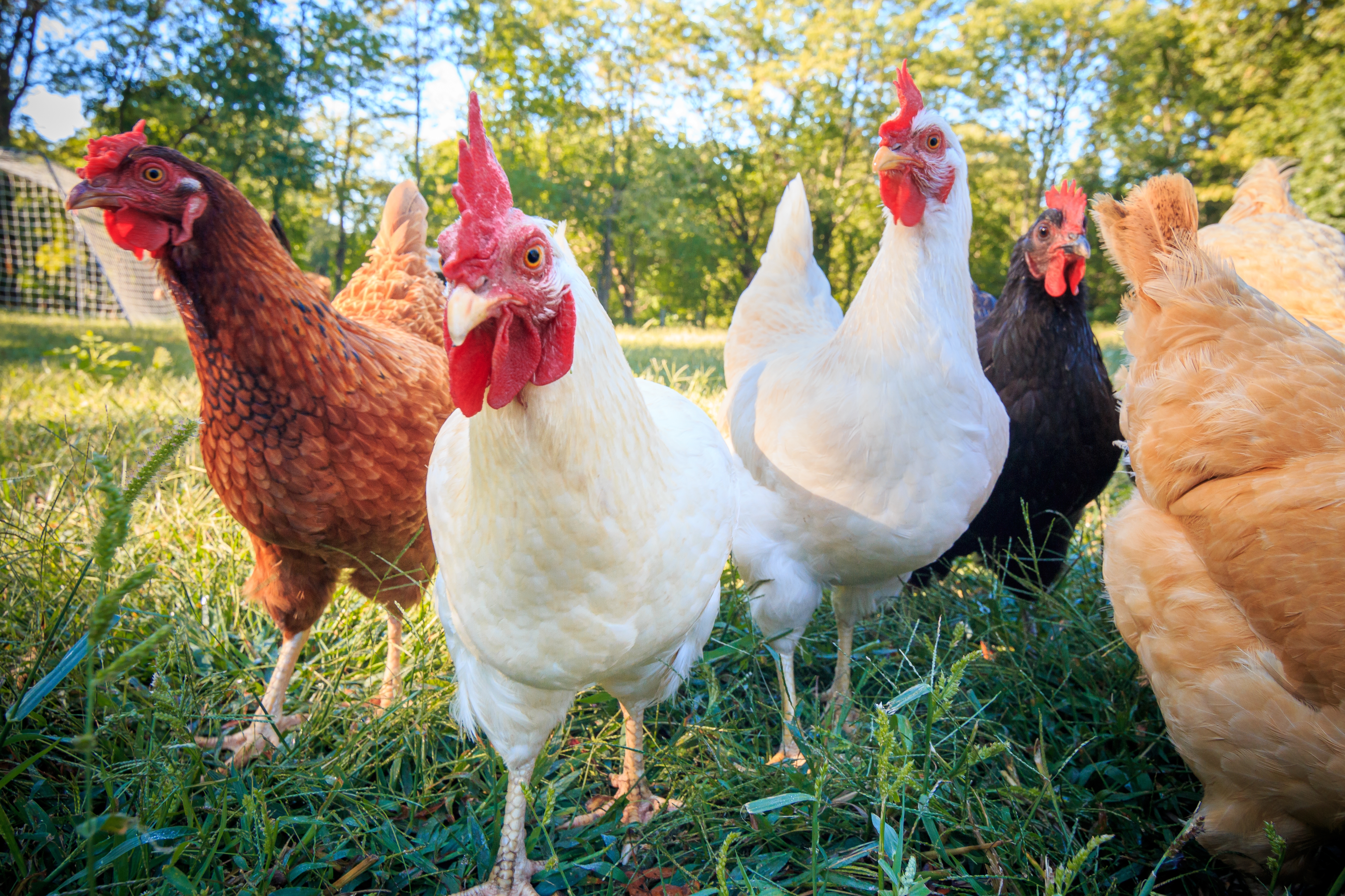 Od radoznalosti do ozbiljnog biznisa: Nemanja iz Stublina ima 500 koka nosilja, proizvodi 12.000 jaja mesečno