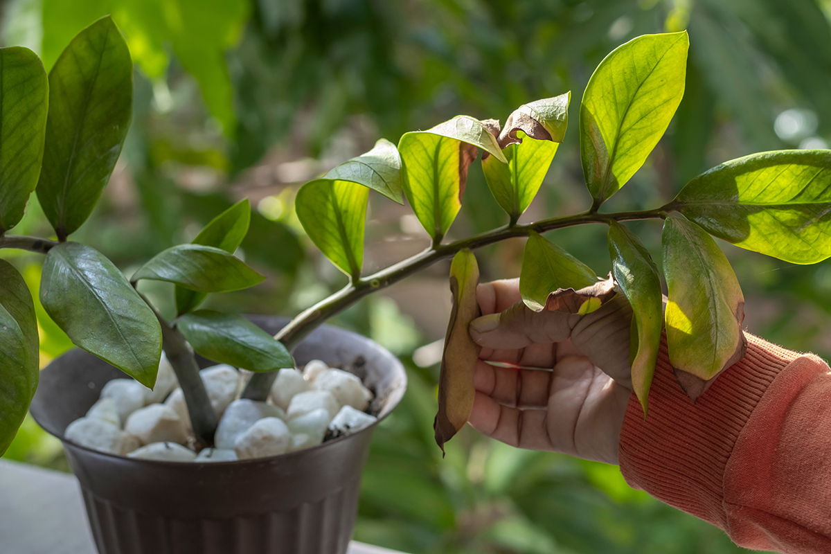 Zamija mrzi vašu brigu: 97% ljudi je ubije iz najbolje namere, a sve zbog ove greške