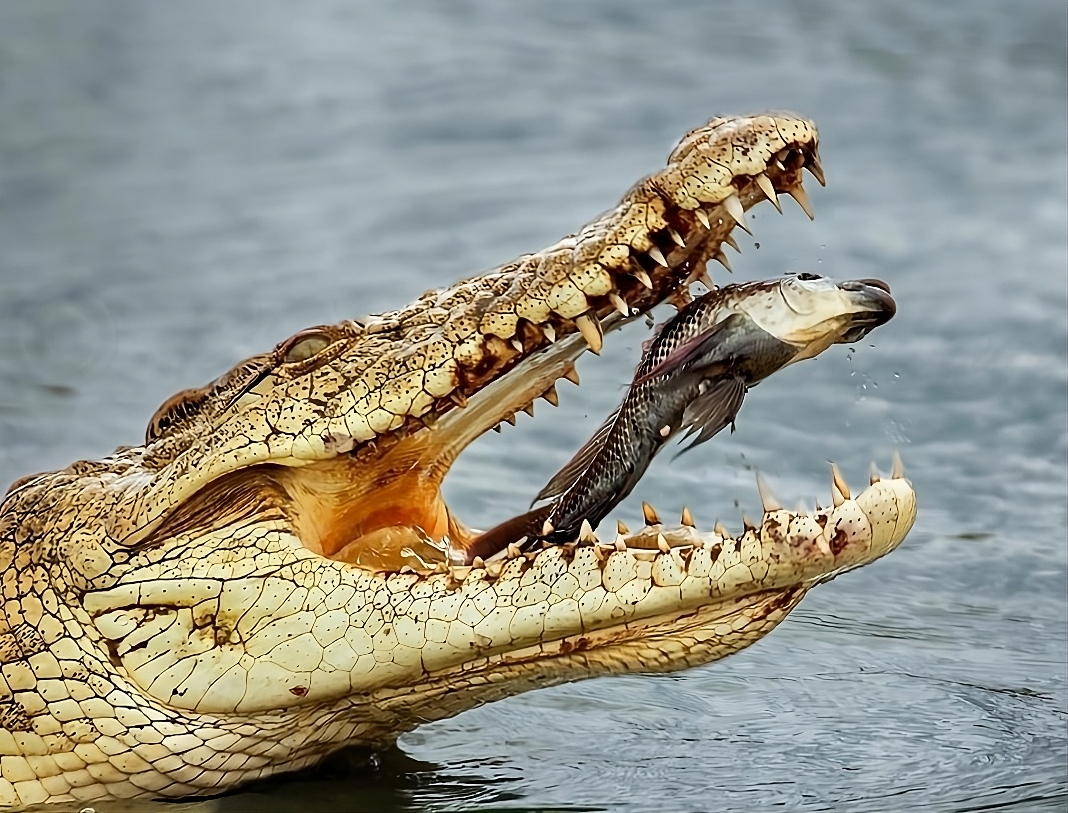 Da li je moguće izaći živ i zdrav iz stomaka predatora: Ovi neverovatni primeri kažu da je izvodljivo!