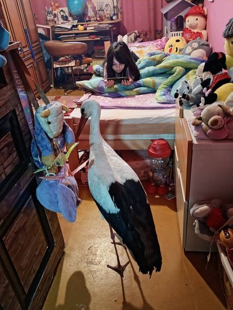 roda, novi bečej, jaje, porodica Jovanović