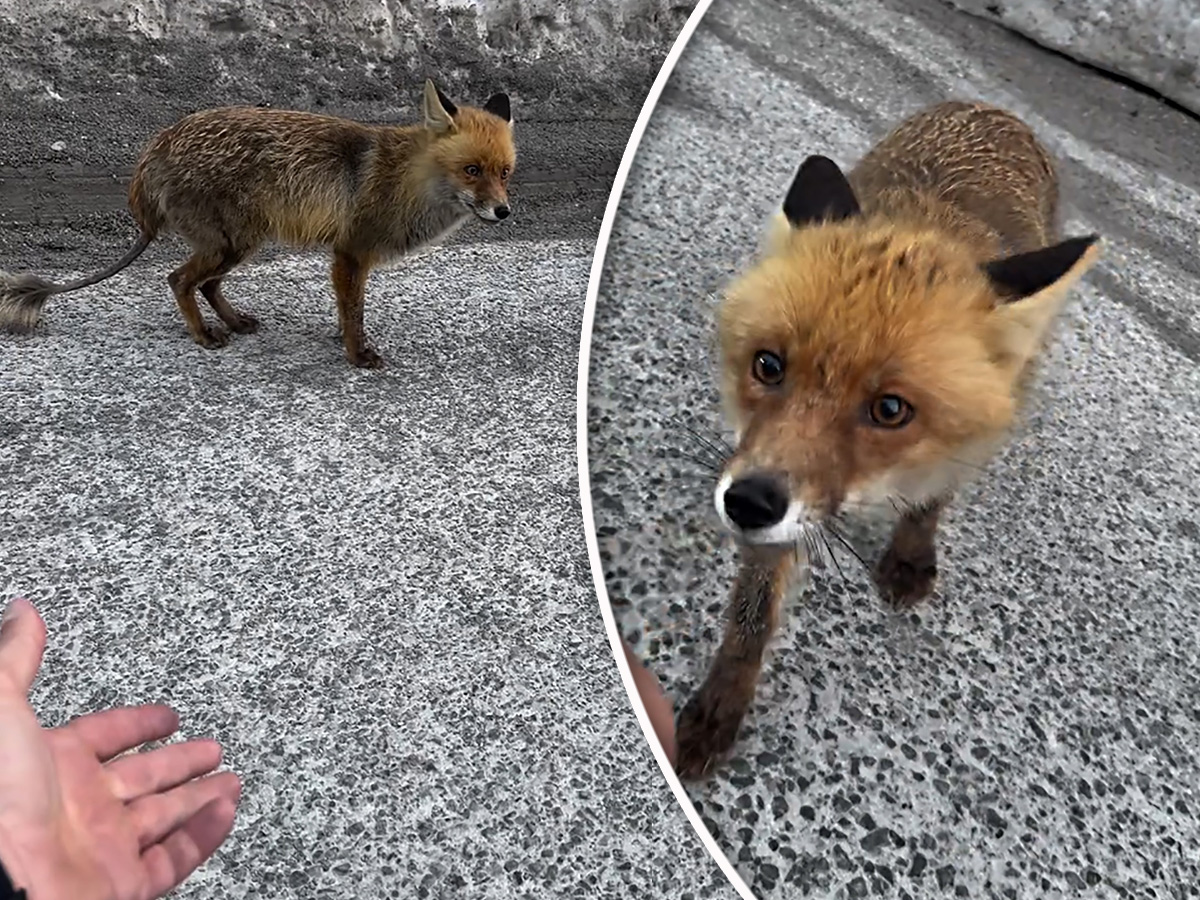 "Pa nije međed!": Poznati Crnogorac snimio lisicu na putu, prišao joj bez straha, "šta čeka jadne životinje"