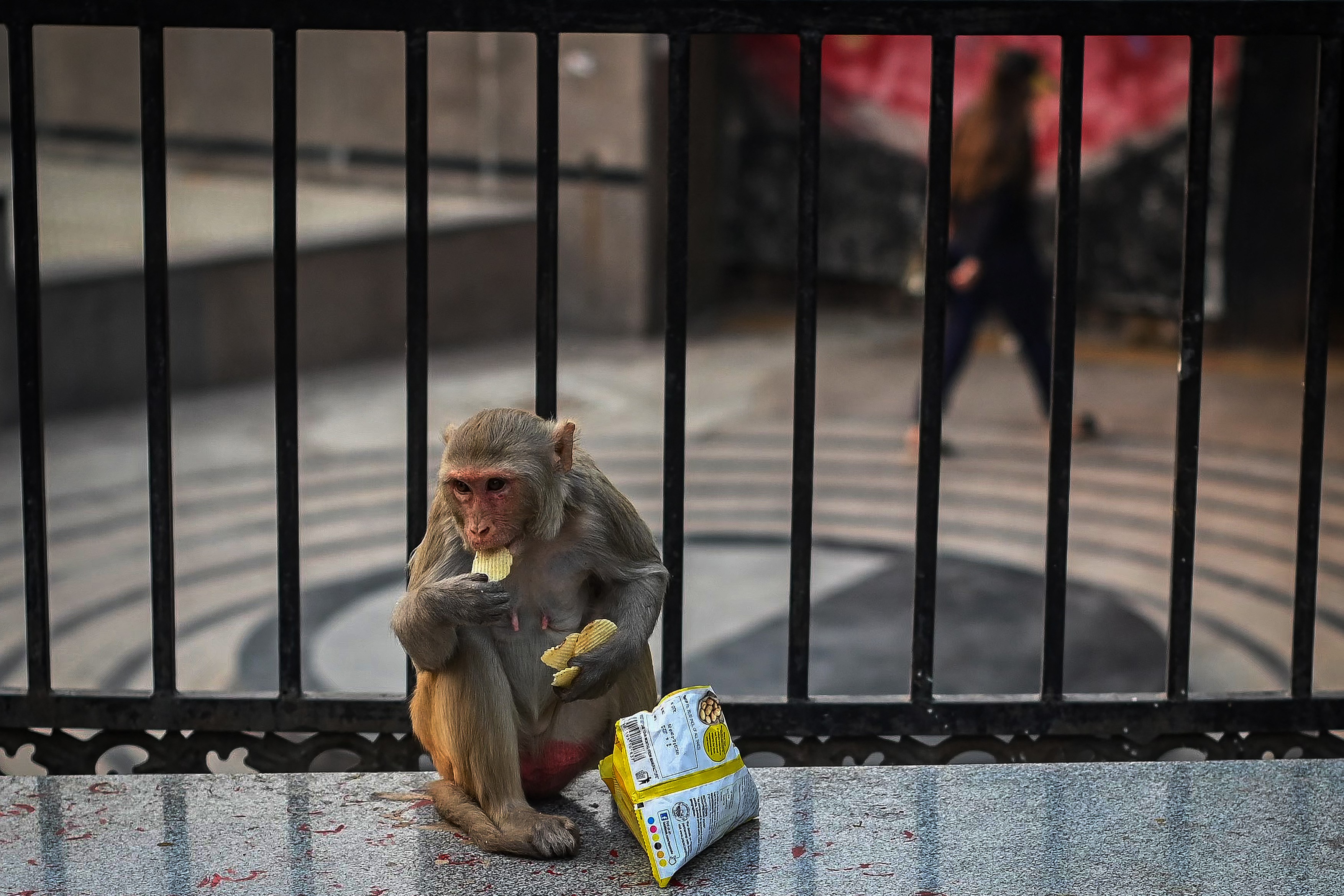 Gradske životinje ponašaju se na isti način širom planete