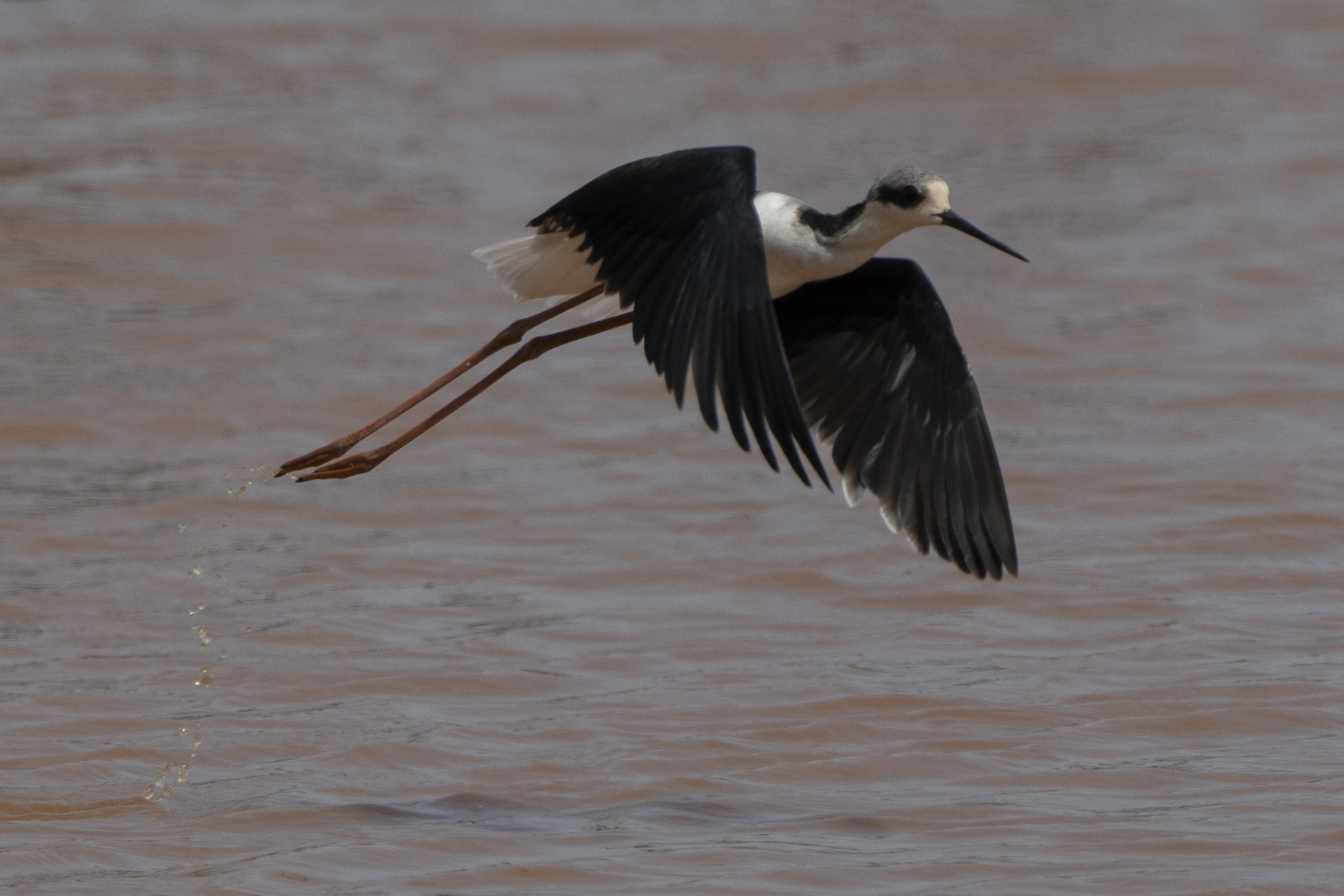Naučnici raskrinkali mit star pola veka