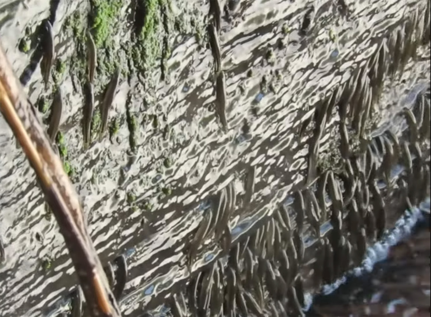 Po prvi put snimljene ribice koje se penju uz vodopad u Africi: "Postoje čuda koja prevazilaze našu maštu"