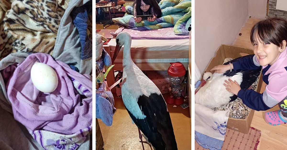 Već 3 godine joj dolazi na kućni prag: Roda se uselila u sobu devojčice (8) iz Novog Bečeja, SLIKA TOPI SRCA