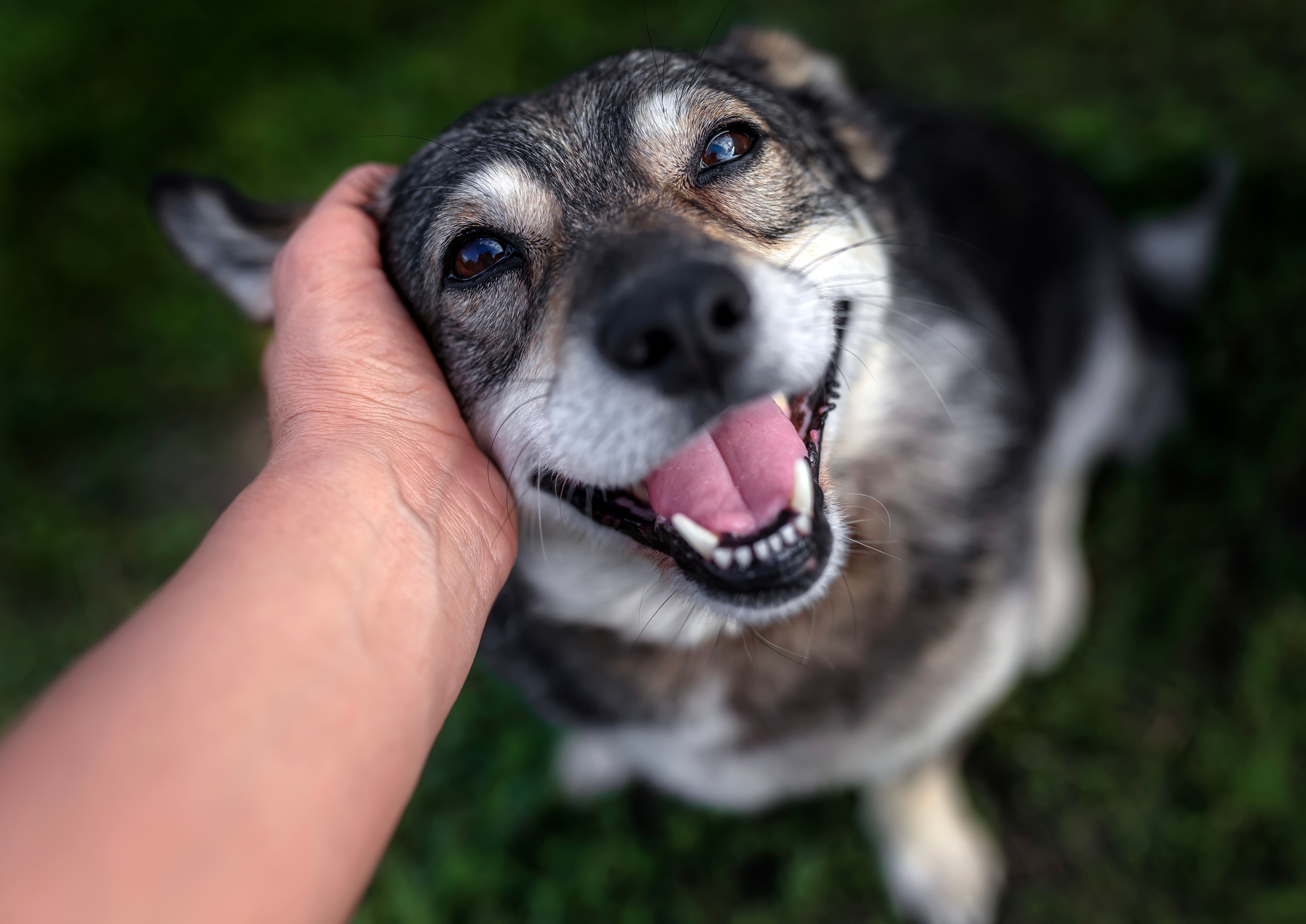 Više od istine: Evo zašto su ULIČNI PSI u manjim mestima SREĆNIJI od kućnih ljubimaca u gradovima