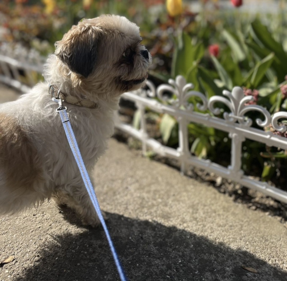 Mala lavica iz Kraljeva ostala sama: Možete li da pružite dom nežnoj ši cu koja je izgubila vlasnicu?