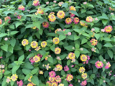Lantana, cvet, cveće
