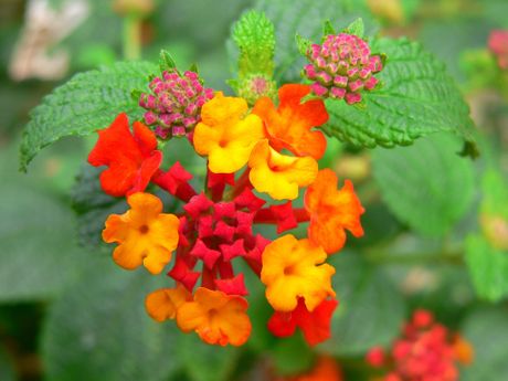 Lantana, cvet, cveće