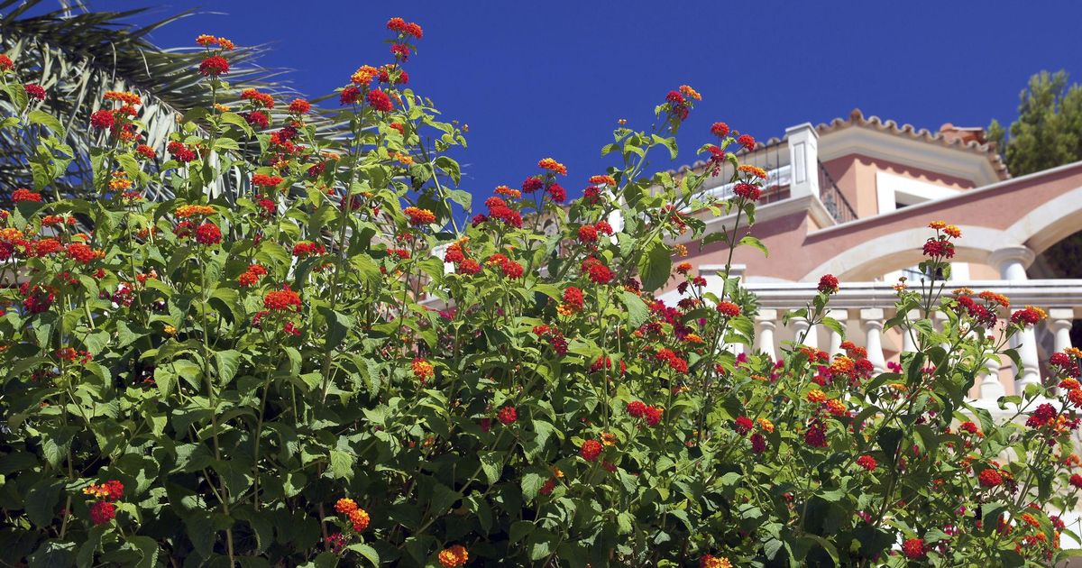 Lantana  simbol snage i vedrine: Kako ova biljka unosi luksuz i tropski duh u urbane bašte