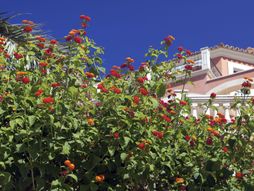 Lantana, cvet, cveće