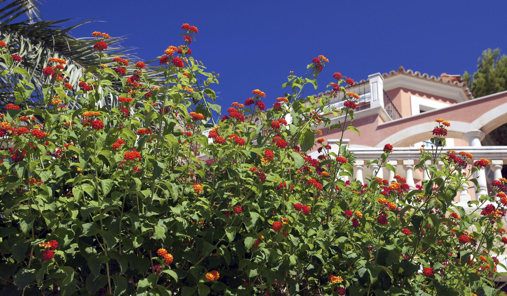 Lantana  simbol snage i vedrine: Kako ova biljka unosi luksuz i tropski duh u urbane bašte