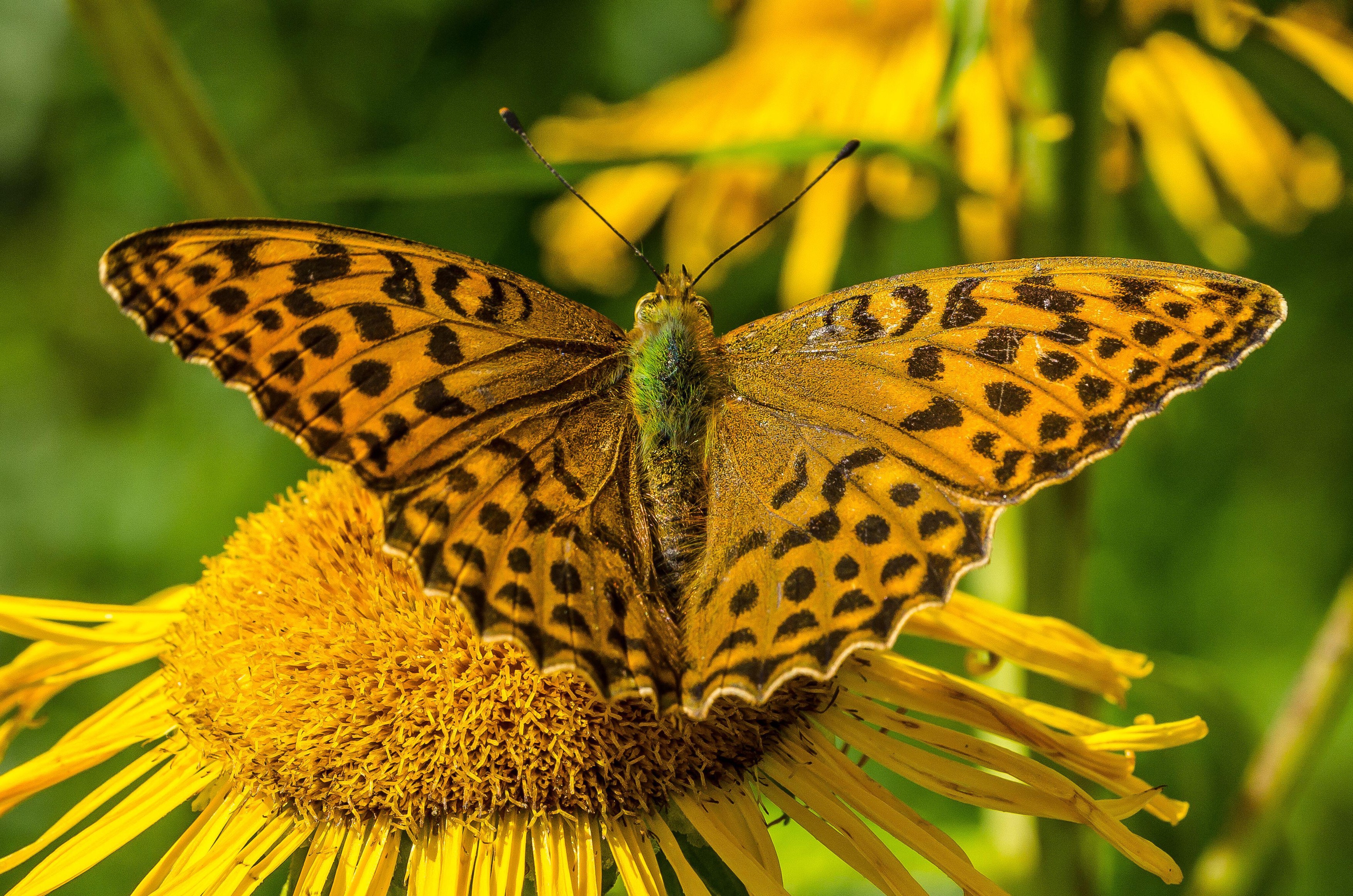 Više od polovine vrsta leptira Velike Britanije u opadanju