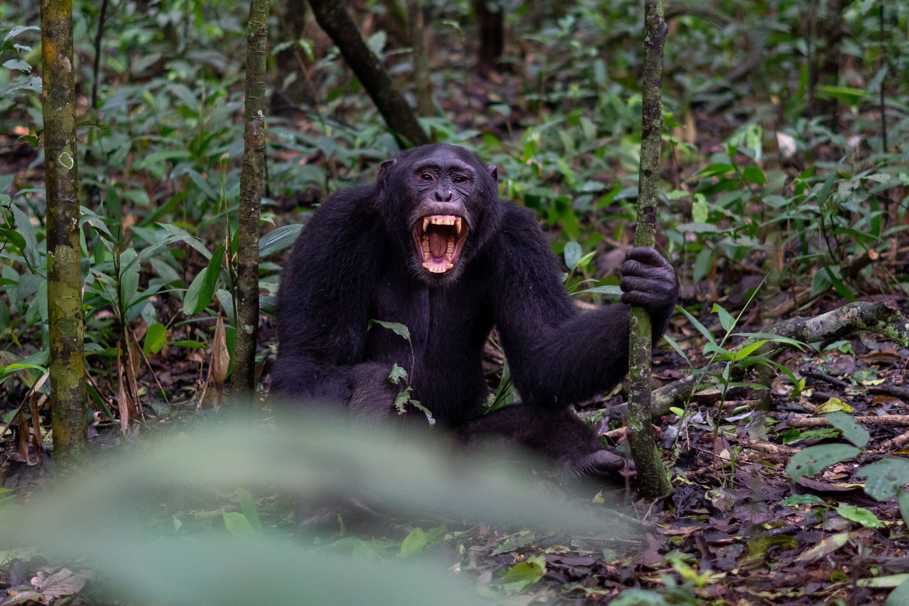 KRVAVI RAT U SRCU AFRIKE Nekadašnji saveznici sada se nemilosrdno ubijaju, broj žrtava raste, javnost u šoku