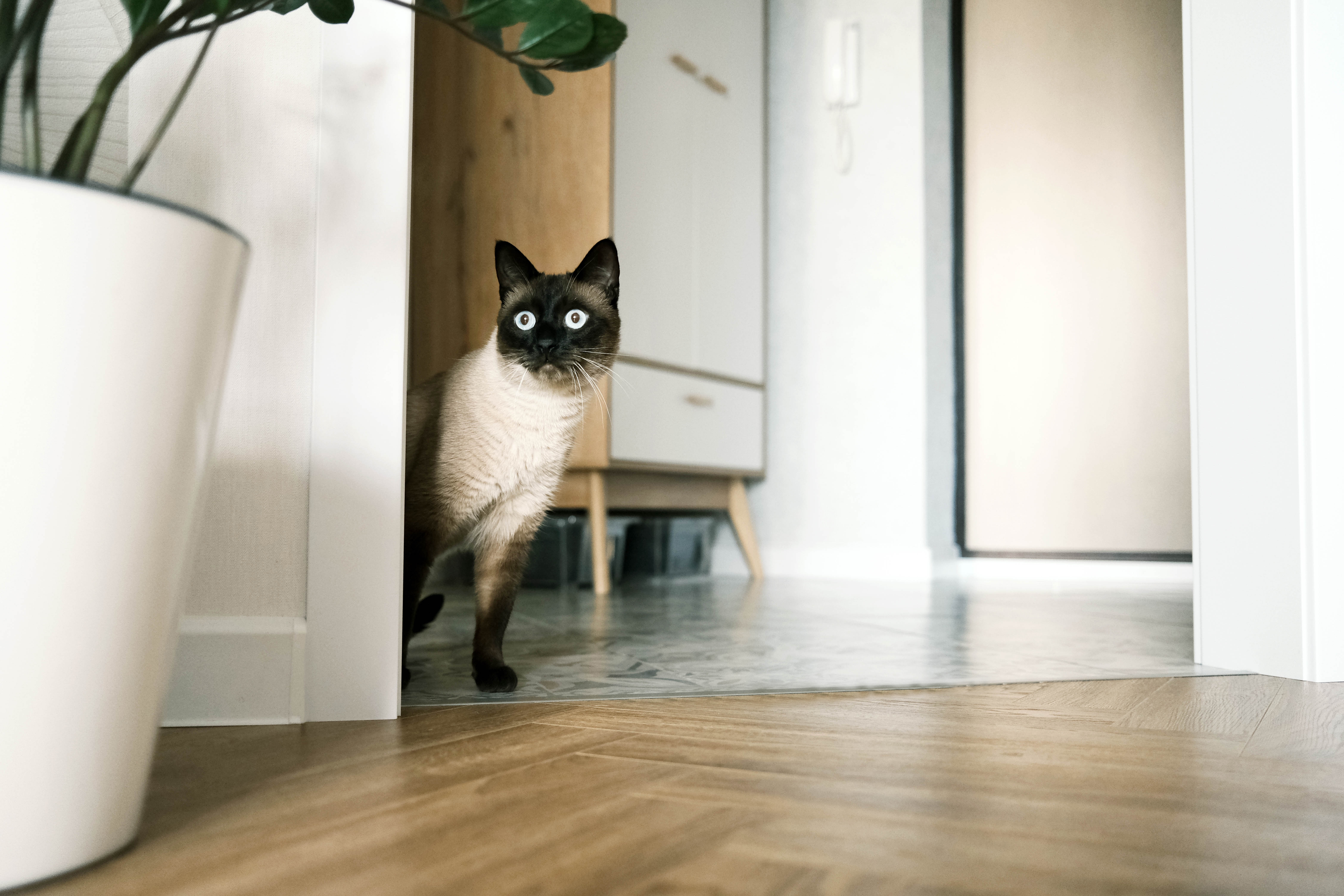 Sijamski mačak spasao porodicu od poplave: Radoznali ljubimac otkrio opasnost u kući kao pravi inspektor